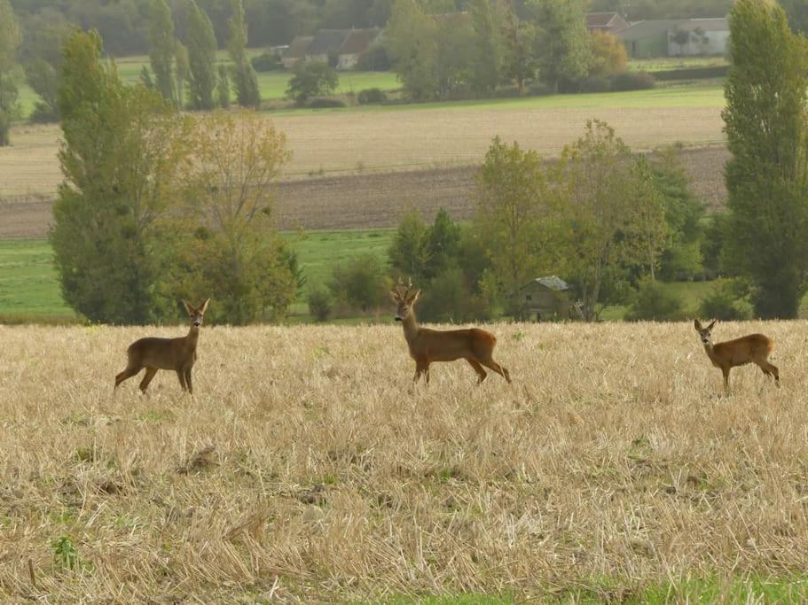 Maison De Bourg Paisible Parcay-sur-Vienne Esterno foto